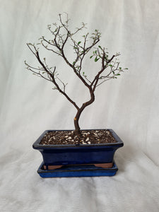 Bonsai Corokia Little Prince