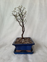 Load image into Gallery viewer, Bonsai Corokia Little Prince
