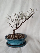 Load image into Gallery viewer, Bonsai Corokia Little Prince
