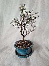 Load image into Gallery viewer, Bonsai Corokia Little Prince
