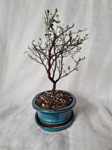 Bonsai Corokia Little Prince