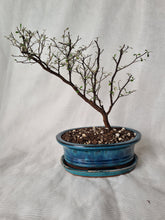 Load image into Gallery viewer, Bonsai Corokia Little Prince
