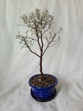 Load image into Gallery viewer, Bonsai Corokia Little Prince

