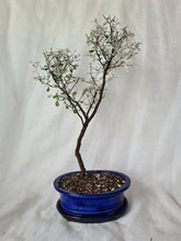Load image into Gallery viewer, Bonsai Corokia Little Prince
