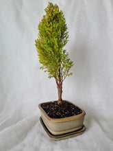 Load image into Gallery viewer, Bonsai White Cedar
