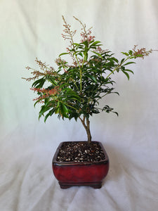 Bonsai Lily of the Valley