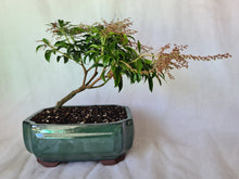 Load image into Gallery viewer, Bonsai Lily of the Valley
