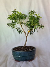 Load image into Gallery viewer, Bonsai Lily of the Valley
