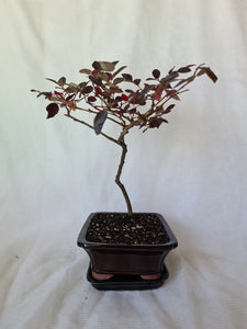 Bonsai Chinese fringe-flower(Loropetalum chinense)