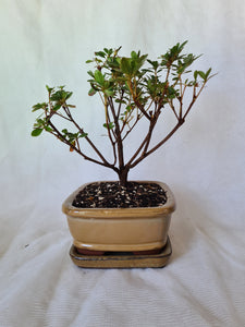 Bonsai Azalea(Rhododendron)