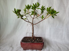 Load image into Gallery viewer, Bonsai Pohutukawa
