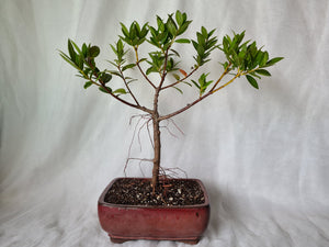 Bonsai Pohutukawa