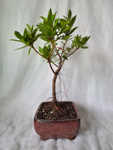 Load image into Gallery viewer, Bonsai Pohutukawa
