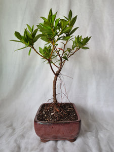 Bonsai Pohutukawa