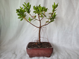 Bonsai Pohutukawa