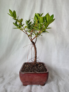 Bonsai Pohutukawa