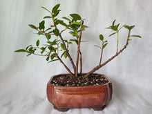 Load image into Gallery viewer, Bonsai Pohutukawa
