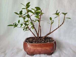 Bonsai Pohutukawa