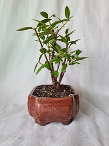 Bonsai Pohutukawa