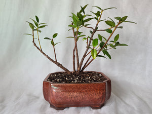 Bonsai Pohutukawa