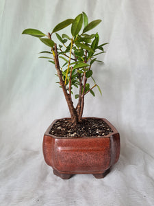 Bonsai Pohutukawa