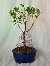 Load image into Gallery viewer, Bonsai Pohutukawa
