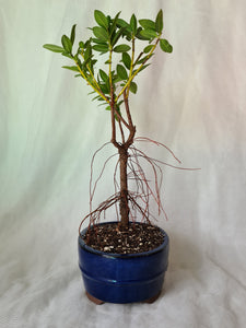 Bonsai Pohutukawa