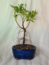 Load image into Gallery viewer, Bonsai Pohutukawa
