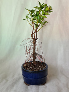 Bonsai Pohutukawa