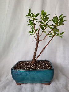 Bonsai Pohutukawa