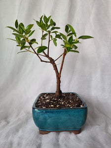 Bonsai Pohutukawa