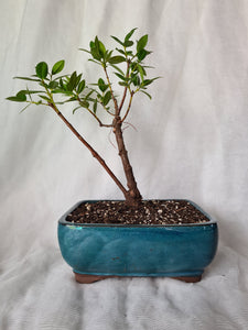 Bonsai Pohutukawa