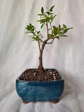 Load image into Gallery viewer, Bonsai Pohutukawa
