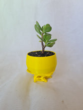 Load image into Gallery viewer, Bonsai Succulent

