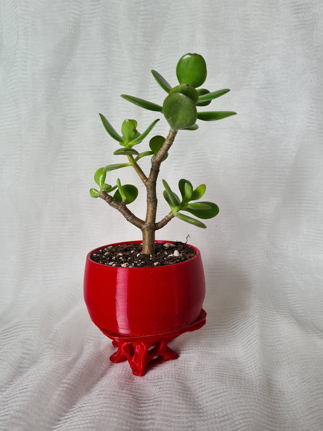 Bonsai Succulent