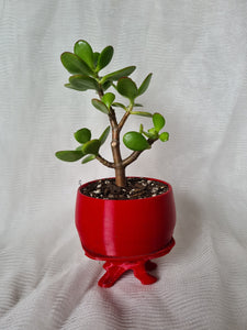 Bonsai Succulent