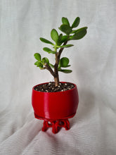 Load image into Gallery viewer, Bonsai Succulent
