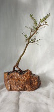 Load image into Gallery viewer, Bonsai Kowhai (Sophora)
