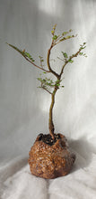 Load image into Gallery viewer, Bonsai Kowhai (Sophora)
