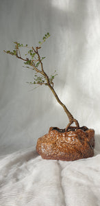 Bonsai Kowhai (Sophora)