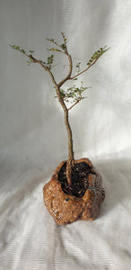 Bonsai Kowhai (Sophora)