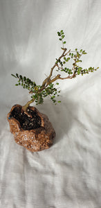 Bonsai Kowhai (Sophora)