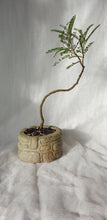 Load image into Gallery viewer, Bonsai Kowhai (Sophora)
