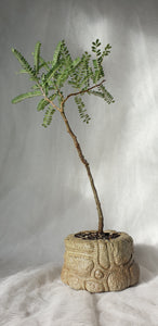 Bonsai Kowhai (Sophora)