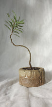 Load image into Gallery viewer, Bonsai Kowhai (Sophora)
