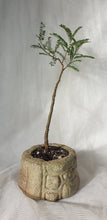 Load image into Gallery viewer, Bonsai Kowhai (Sophora)
