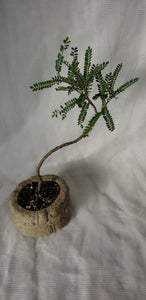 Bonsai Kowhai (Sophora)