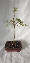 Load image into Gallery viewer, Bonsai Kowhai (Sophora)
