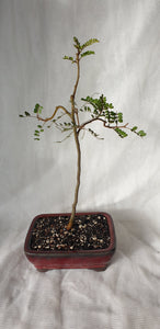 Bonsai Kowhai (Sophora)