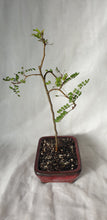 Load image into Gallery viewer, Bonsai Kowhai (Sophora)
